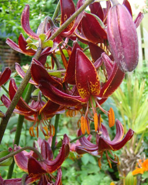 Lilium martagon Claude Shride